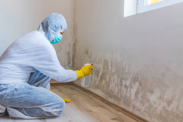 Mold Remediation specialist working in Palisades Park