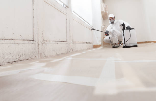 Black mold remediation team in Palisades Park